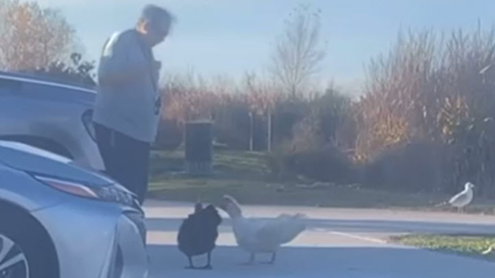 A man is arrested on suspicion of animal cruelty after a video of him abusing ducks at San Lorenzo Community Center Park was posted on social media, according to the Alameda County Sheriff's Office