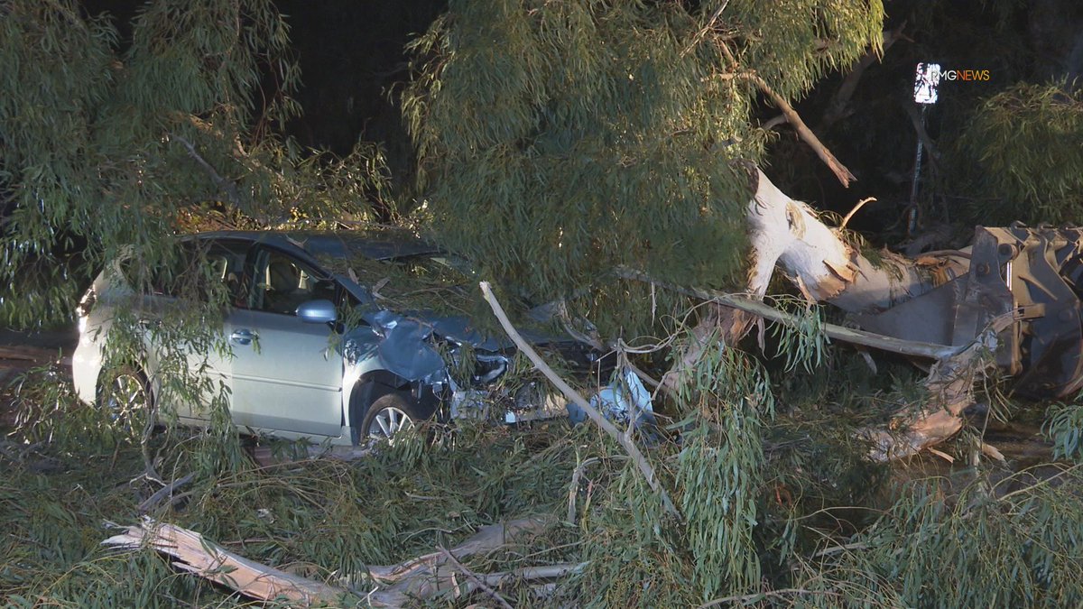 Calabasas: Two women escape serious injury after slamming into a downed tree blocking Mulholland Highway just after midnight.