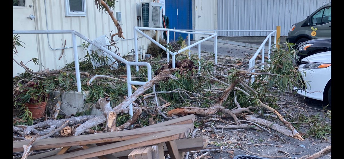 A large Eucalyptus tree has come down during the overnight powerful winds, crushing the office side of the Food Bank of Santa Barbara County on Hollister Ave. near Goleta.  The refrigerated area is open to supply daily deliveries.  