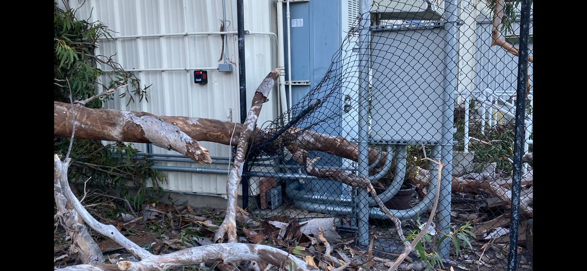 A large Eucalyptus tree has come down during the overnight powerful winds, crushing the office side of the Food Bank of Santa Barbara County on Hollister Ave. near Goleta.  The refrigerated area is open to supply daily deliveries.  