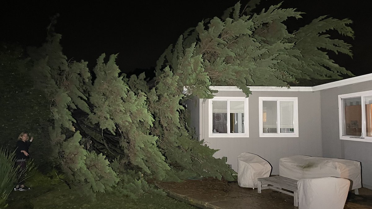Storm topples 50-ft. tree onto CorteMadera home. Apparently, minimal damage to structure