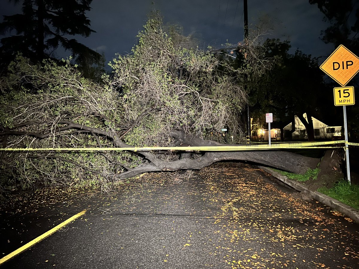A large tree is down in Burbank on S Beachwood Drive and W Oak Street. Caution tape now blocks the area