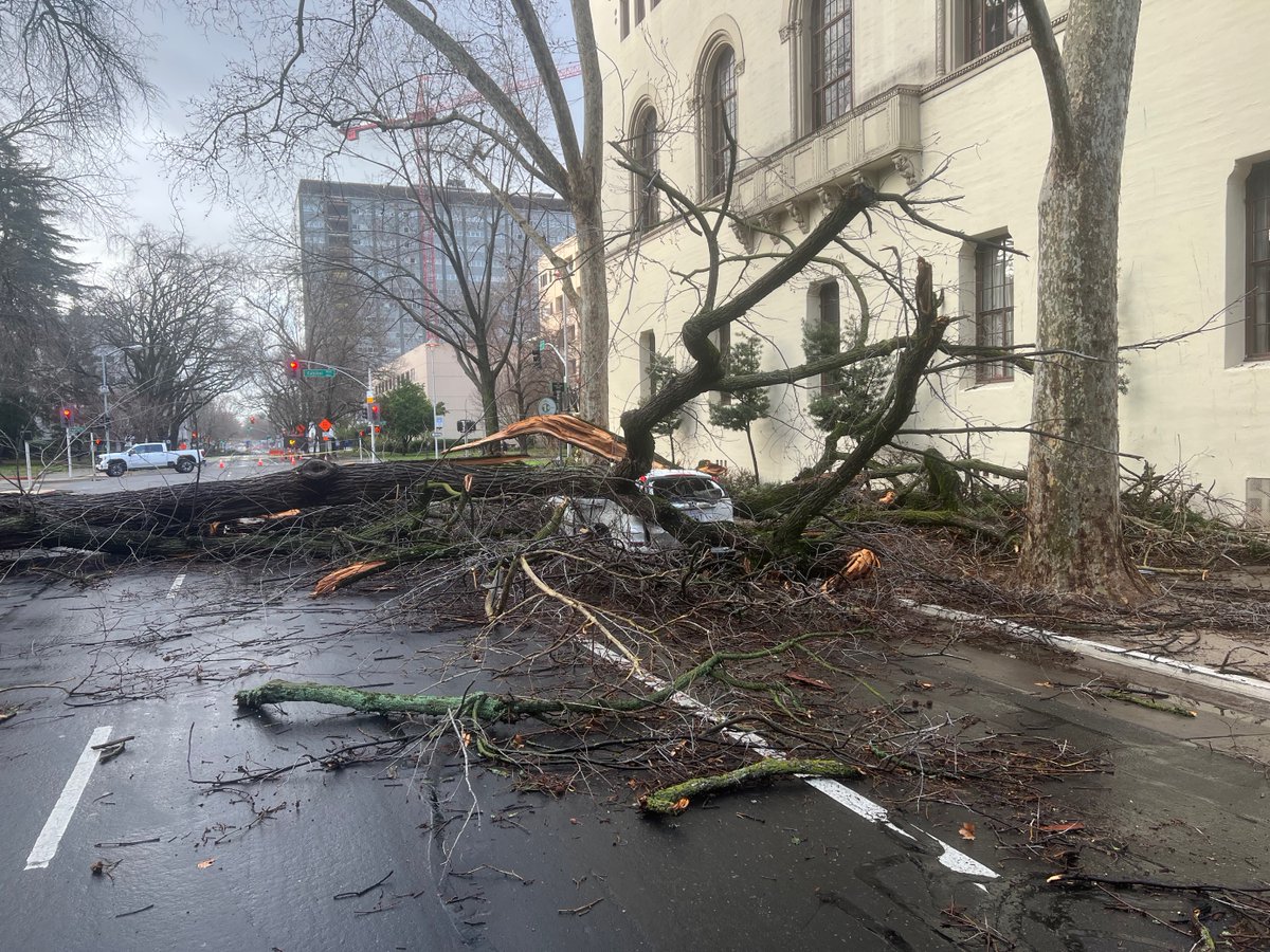 This is across the street from the StateCapitol here in Sacramento - a downed tree blocking 10th St, in front of the capitol.