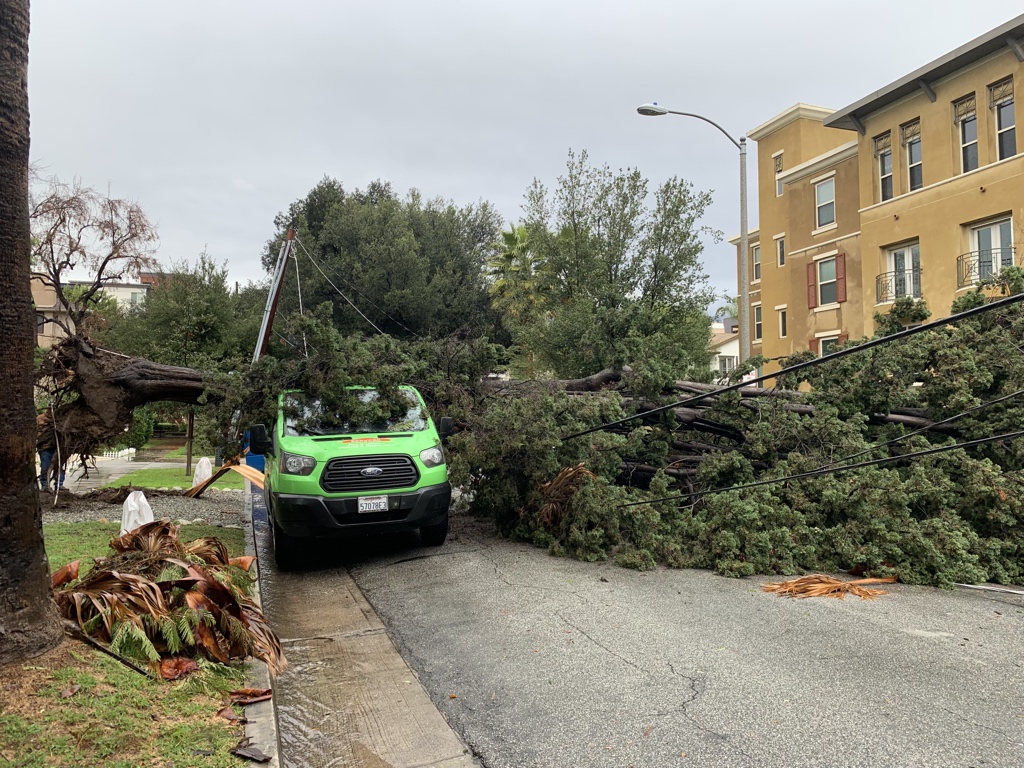 Tree on vehicle: 100 blk. n. Oak Knoll Ave.  Two vehicles sustained damage due to a large tree down. No structural damage. No injuries to report