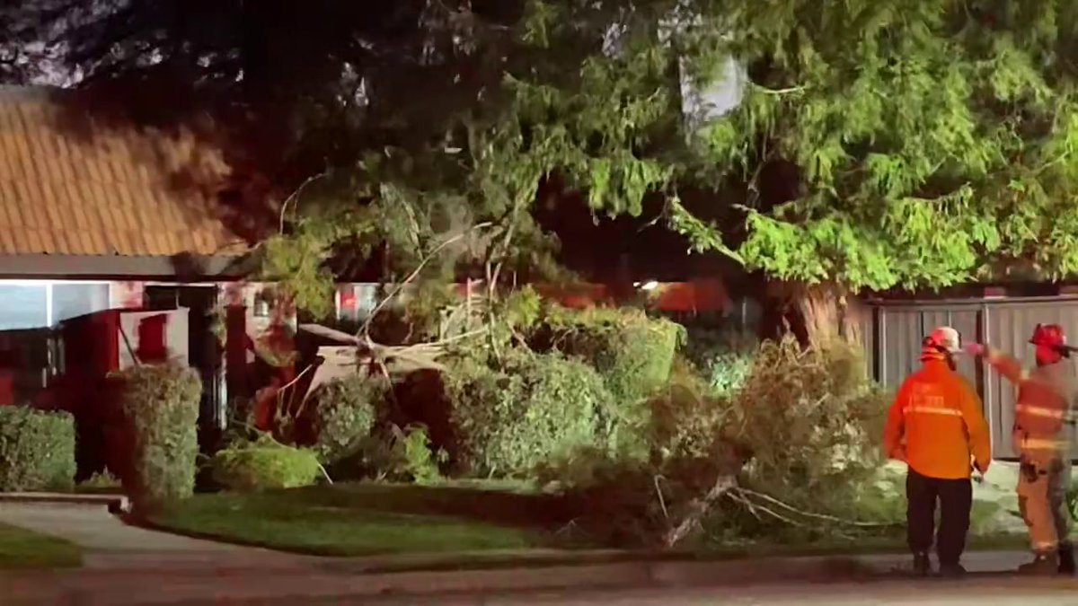 A Clovis resident was left with scratches after a tree came crashing down, destroying the roof and causing significant damage inside her apartment