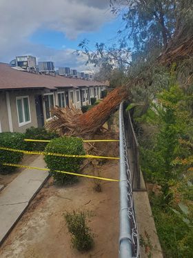 A few residents are now without a place to live after a massive tree crashed into an apartment complex in Fresno. 