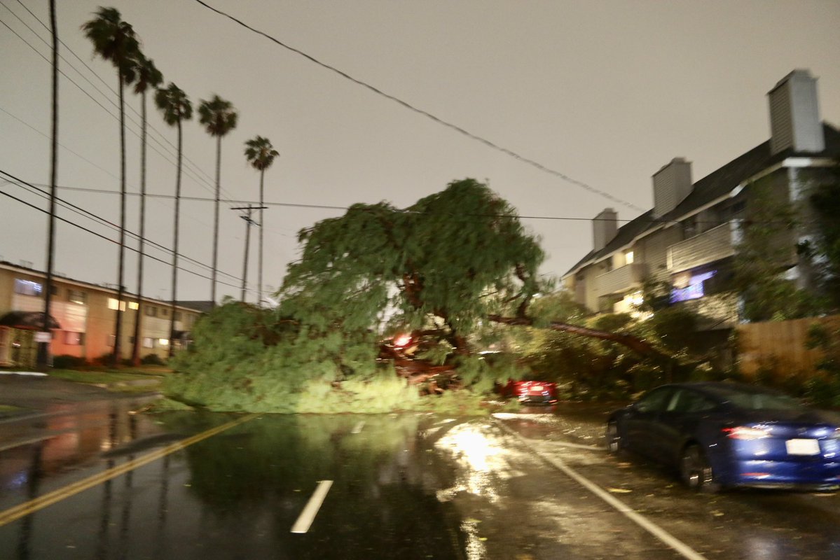 FebruaryRains Heavy rain fall and high winds pound So California Cities. As ground got saturated with 1.5 inches of rain in 7 hours trees start to be uprooted—this 50 footer fell BETWEEN 2 power lines supplying an apartment complex in Sherman Oaks