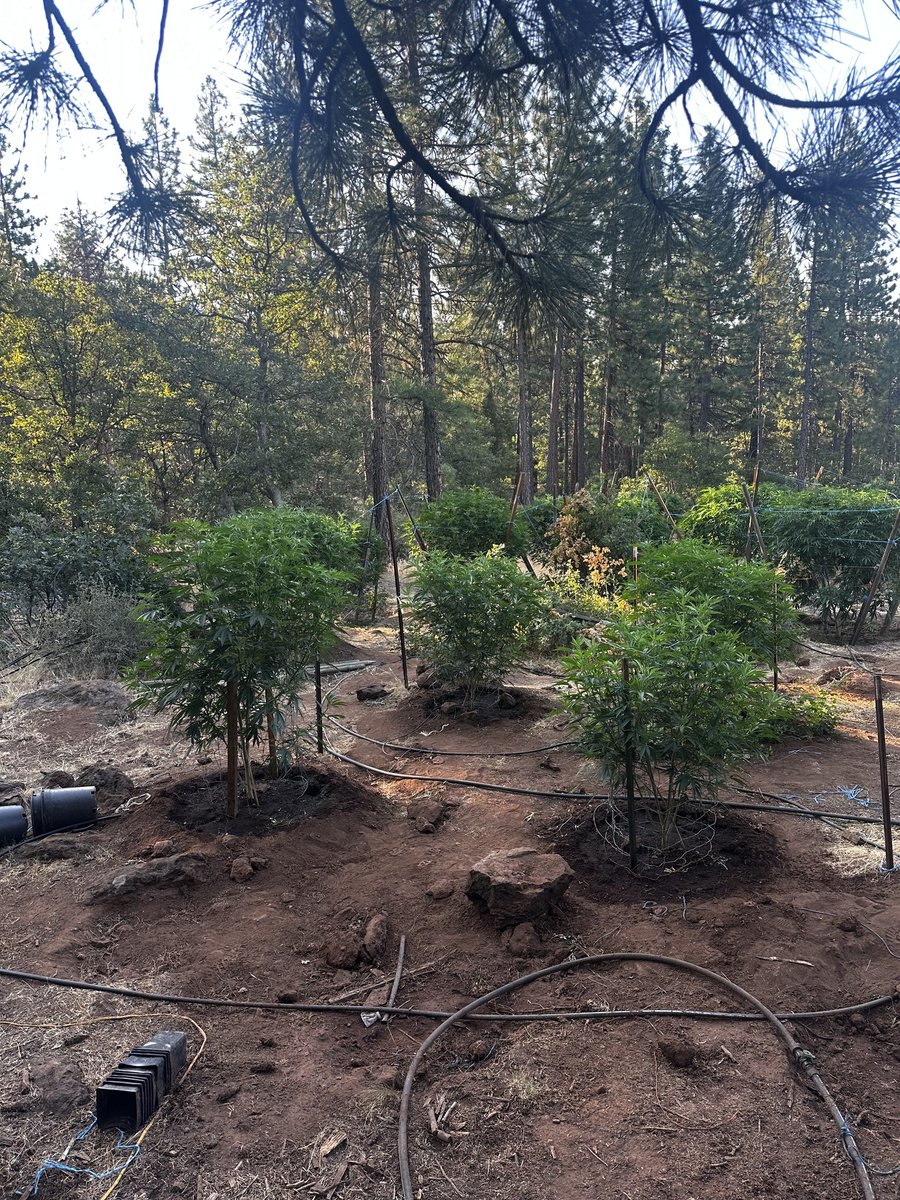 11 suspects were arrested in connection to a marijuana cultivation operation in Modoc County. The sheriff's office said deputies found over 400 pounds of processed marijuana and 150 marijuana plants behind a barn