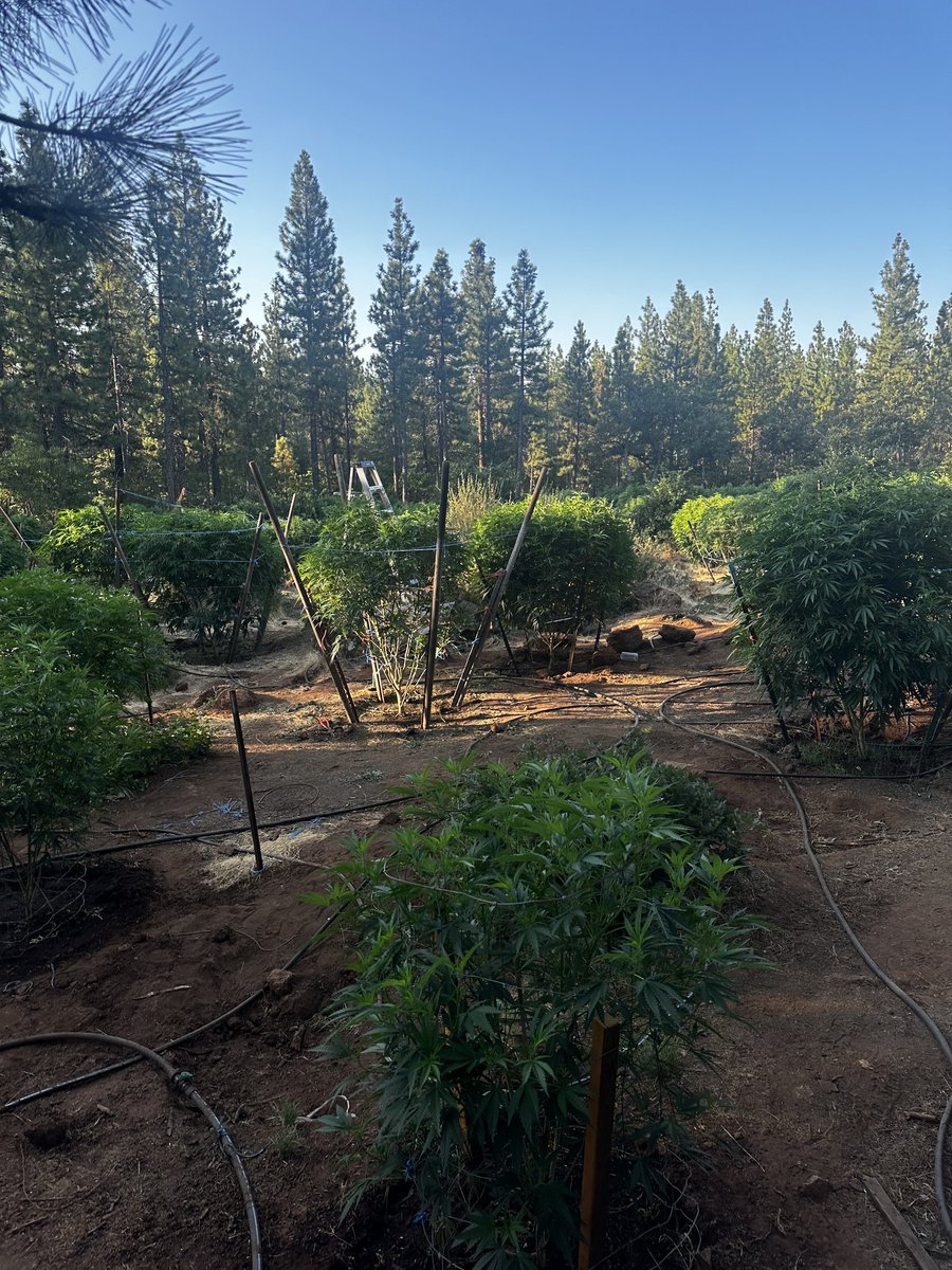 11 suspects were arrested in connection to a marijuana cultivation operation in Modoc County. The sheriff's office said deputies found over 400 pounds of processed marijuana and 150 marijuana plants behind a barn