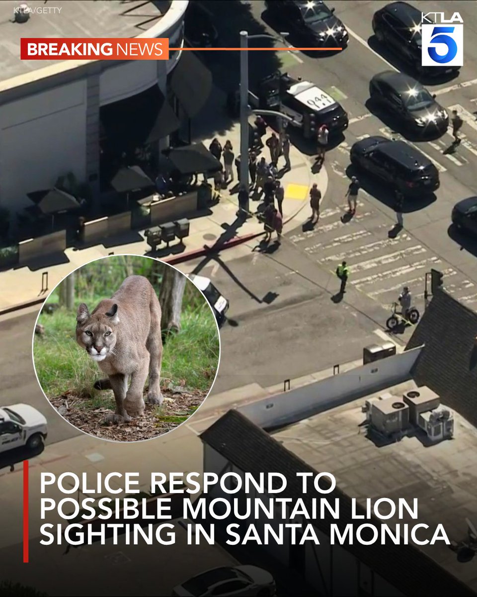 Police in Santa Monica responded Friday morning to reports of a possible mountain lion sighting in a residential neighborhood near Montana Avenue, prompting authorities to urge nearby residents to stay indoors and keep pets inside