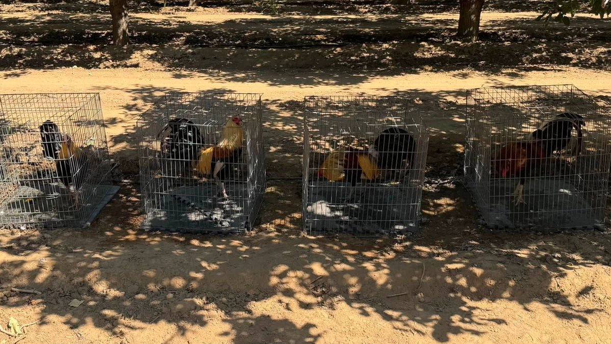 Four people were arrested after the discovery of an organized rooster-fighting event in Tulare County. Around 30 live roosters and several dead ones were found.  